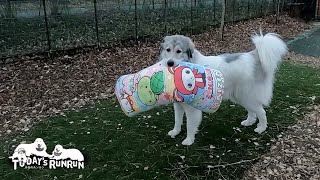 ルンルンのクッションを持ち出して逃げ回ってやったベルです　Great Pyrenees　グレートピレニーズ