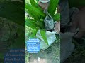 dwarf hybrid arecanut betelnut plant shorts shots shortvideo short ytshorts yt ytshortsindia