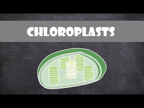 What is the main purpose of the chloroplast?