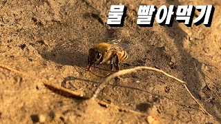 물 빨아먹는 귀여운 일벌의 모습. 꿀벌에게 물 떠다 바치기. 급수하기 [양봉일기]