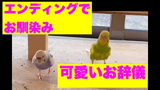 Gratitude from parakeets 😂 Polite bow 💖 Owners are also surprised 😰