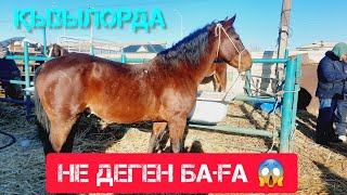 ҚЫЗЫЛОРДА МАЛ БАЗАРЫ, ЖЫЛҚЫ СИЫР ҚОЙ БАҒАЛАРЫ.