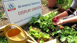 The Roxanne Radish (AAS Winner) Profile \u0026 Growing Large Radishes: 'The Proof is in the Plant!'