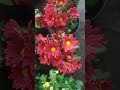 flowers show palakkad 2022 december gardening organicfarming palakkad flowers