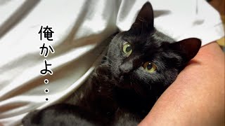 天に寄せてきたパパと、偽者を成敗する 空　Dad wears a cat face mask