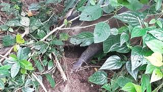 Bukit Panjang Park Connector to Dairy Farm Nature Park (Sightings Wild Boars!!!!)\u0026 Singapore Quarry