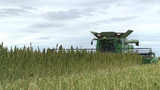 AgweekTV: Hemp Compliance