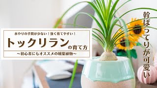 【水やりを忘れてしまいがちな方でも安心!？】乾燥大好き！トックリランの育て方