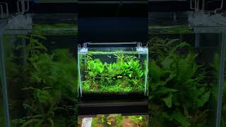 Low tech planted tank #explore #fishtank #fish #aquarium #vtuber