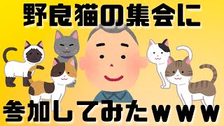 よく見かける野良猫に導かれ猫集会に参加した結果ｗｗｗ