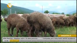 Zaqatalada dələduzlar saxlanıldı Region TV   Region TV