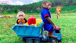 Smart BiBi harvests fruit for BBQ with baby monkey Obi