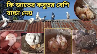 বেশি বাচ্চা দেয় কি জাতের কবুতর | অল্প খরচে দেশি জাতের কবুতর পালন করে সহজে লাভবান হয়া যায় কীভাবে?