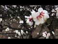 六義園 梅の花咲いてます。 feb 5th 2017 rikugien tokyo ume plum blossoms are blooming movie by my iphone