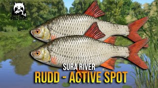 Rudd Active Spot at Sura River - Russian Fishing 4