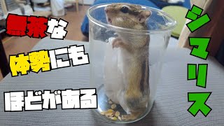 【シマリス】特殊な体勢でビーカーの中の餌を回収する「つぶ♀」