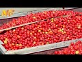 amazing greenhouse tomato farming tomato harvesting and tomato ketchup factory modern farm➤ 49