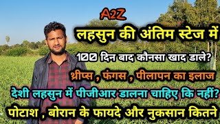 लहसुन की अंतिम स्टेज में थ्रीप्स, फंगस, पीलापन , पीजीआर , बोरोन  और पोटाश के बारे में सही जानकारी।