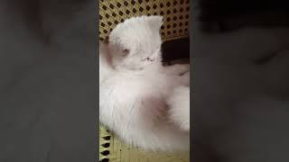 doll face cats | @fatimashahidoffisal#viral#tarindeg#youtubshorts#shortsvideo