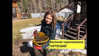 Весеннее черенкование метельчатой ГОРТЕНЗИИ.