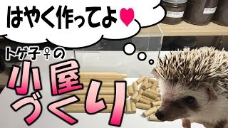 【ハリネズミ生活　トゲ子の小屋作りに精を出すよ！】（くろねこチャンネル）