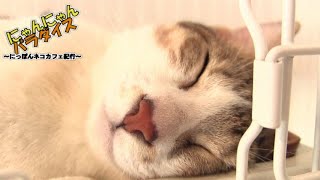 にゃんにゃんパラダイス ～にっぽんネコカフェ紀行～ 第150回/東川口・保護猫カフェ Belle Anse（ベルアンス）