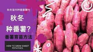 （红薯*地瓜）秋冬季节室内种植番薯叶&番薯的育苗方法   How can growing sweet potato