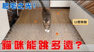 【豆漿實測】 貓咪能跳多遠呢？| How far can a cat jump?