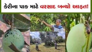 Valsad: કેરીના પાક માટે વરસાદ બન્યો આફત! ફૂગનું પ્રમાણ વધતા તૈયાર થયેલી કેરીને નુકસાન