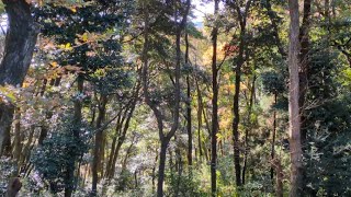 【神奈川】奥山の材割採集