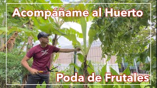 Podando Mis Frutales por Última Vez