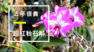 2022年9月30日 精選秋石斛！潑墨石斛蘭全部滿開！去年還是很貴超紅潑墨石斛