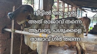 ഗിർ പശുക്കൾ,,,, പശുക്കളിലെ രാജാവ്,,,, ❤രാജാവ് ഗിർ തന്നെ ❤