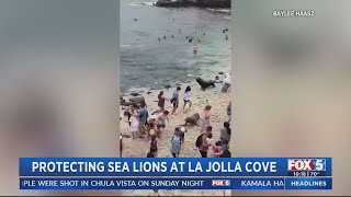 Protecting sea lions at La Jolla Cove