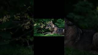 Wolf predator teeth  Dangerous #shorts #wildlife #A4animal