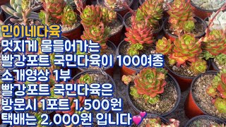 민이나다육/ 멋지게 물들어가는 빨강포트 국민다육 100여종 소개영상 1부! 방문시 1,500원 택배시 2,000원/ 많은 성원과 관심 바랍니다💕/문자주문/010-6863-0625