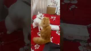 #cat #cute #catlover #speedup #shortvideos #diy #funny #shorts #viral