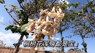 古法养鱼无电无过滤，放入河蚌100天只加水不换水，如今鱼啥样 149