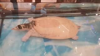 ตะพาบเผือกขาวยักษ์ Soft shelled turtle l ซีคอนบางแค