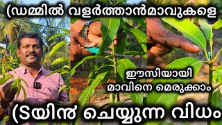 (ഡമ്മിൽ മാവ് കുലകുത്തി കായ്ക്കാൻ (Sയിൽ ചെയ്യേണ്ട  രീതി  #training  session in #mangotrees