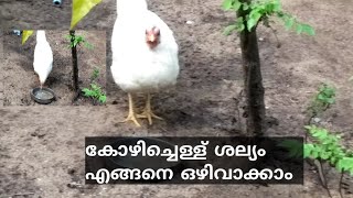 കോഴിച്ചെള്ള് വന്നാൽ എന്ത് ചെയ്യണം chicken