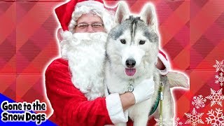 Memphis the Husky Meets Santa | Dog Goes Shopping at Petco | Husky Petco Haul