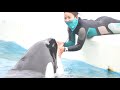 伝わる♡【2020年7月9日15 00　鴨川シーワールド　シャチパフォーマンス】killer whale performance kamogawa sea world japan