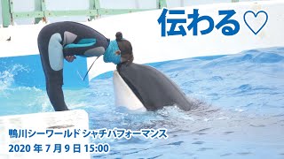 伝わる♡【2020年7月9日15:00　鴨川シーワールド　シャチパフォーマンス】Killer whale performance, Kamogawa Sea World, Japan