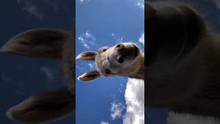 donkey funny video #shorts #reels #short #status