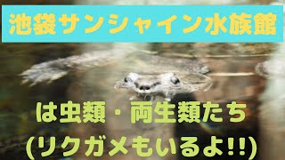 池袋サンシャイン水族館の爬虫類・両生類たち♪（リクガメもいるよ‼︎）