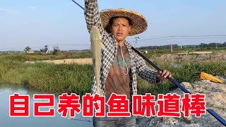 小何来钓自家养的鱼，鱼口来得真快，这鱼煮出来真好吃【桥头小何】