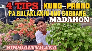 4 TIPS KUNG PAANO PA BULAKLAKIN ANG SOBRANG MADAHON NA BOUGAINVILLEA PLANTS