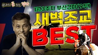 [경마] 1월3주차 부산경마 해법!! 출마표 뜨기전 미리미리 준비하자!!(상태좋은 인기마부터 변화 뚜렷한 복병마까지)#굽소리경마#새벽조교우수마#부산경마