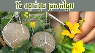 វិធីបង្កាត់ពូជត្រសក់ផ្អែមអោយកាន់ផ្លែ១០០%